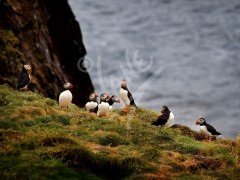 Puffins 